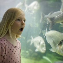 Anglesey Sea Zoo