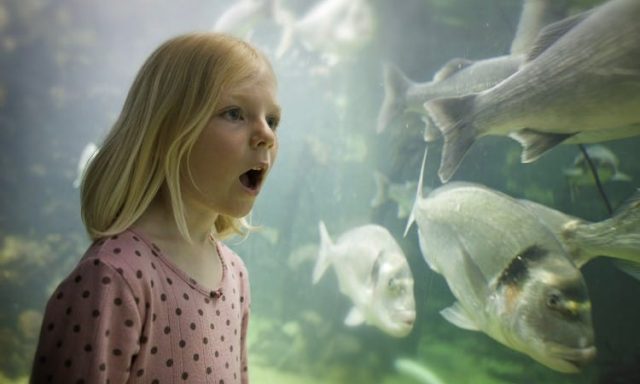 Anglesey Sea Zoo