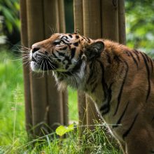 Welsh Mountain Zoo