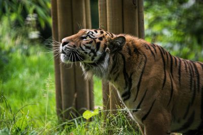 Welsh Mountain Zoo