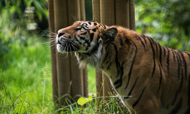 Welsh Mountain Zoo